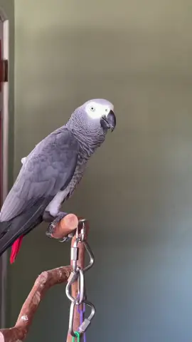 Apollo working on metal #talkingparrot #talkingbird #metal #smart #smartanimals #smartbird #parrotsoftiktok   