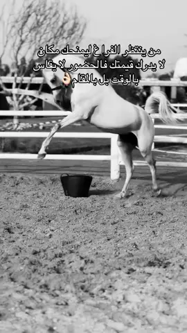 #خيل_وخياله🐎 #خيل_وخياله🐎🖤ماشاءالله_اللهم_بارك🧿♥️ #viral #fyp #اقتباسات 