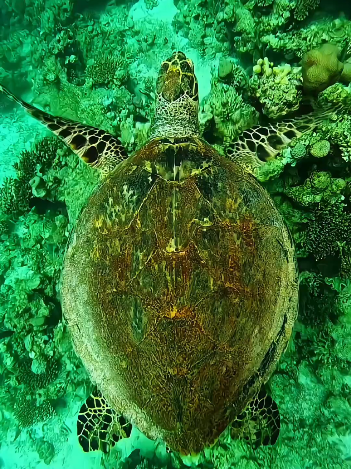 #exotic #underwater #relaxing #fish #ocean #
