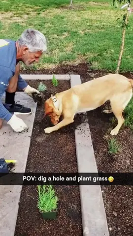 Try not to laugh 😂😂😂 #funny #animals #funnypets #funnyanimals #catsoftiktok #funnytiktok #cat #haha #dog #pet #funnyvideos 