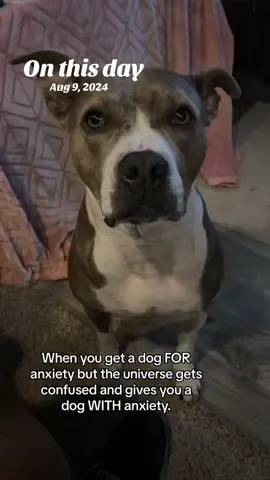 #onthisday #dogsoftiktok #pitbullsoftiktok #anxiety #olebrandselect 