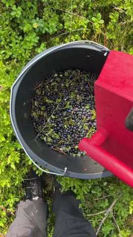 🫐🫐  #plockablåbär#blåbär#blueberry#fyp#fördig#viral  