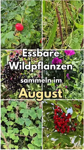 Die Natur beschenkt dich im August mit vielen Leckereien... #gesundeernährung #selbstversorger #natürlicheernährung #essbarewildpflanzen 