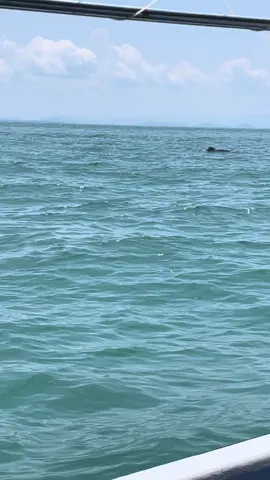 dolphins form langkawi🐬#dolphins #langkawi #mangrove #andamansea #bismillahfyp 