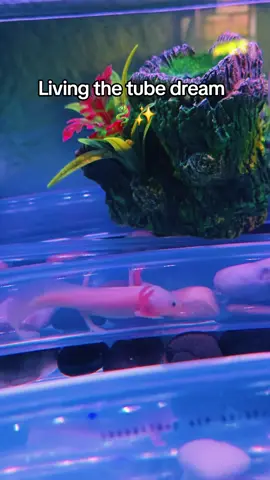 #axolotl #aquariumlife #cutepets #aquaticpets #fishkeeping #tanklife #petlovers #underwaterworld #aquariumhobby #adorable 