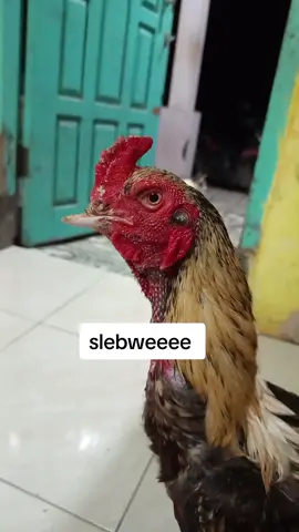 hiburan #hiburan #ayam #ayamunik 