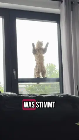 Mission immeowsable! Irgendwas stimmt den Tieren in diesem Haushalt nicht. #fypage #fy #new #fypageシ #cat #viral 