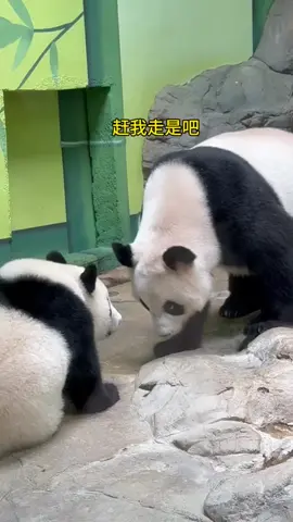 #gấutrúc #panda #độngvật 