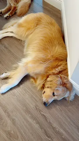Why move when the staff can walk around you? 😭😭 When you live with 4 golden retrievers, you learn to walk around them.  #goldens #goldenretrievers #lifeofadog #dogmom 