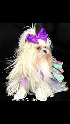 Annee Oaklee #anneeoaklee  #morkie  #morkiesoftiktok  #foryourpage  