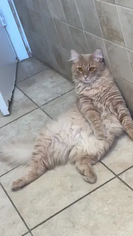 Hermoso 😍Orange cat 