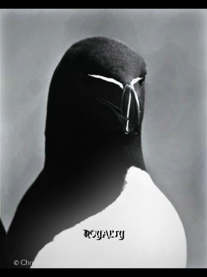 These birds aura farm like crazy #razorbillbird #bird #aurafarming #mogger #mogged #edit #viral #fyp 