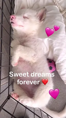 Alma was born with retina congenital defect. She’s posdibly also deaf. The good news is… she’s reserved ❤️