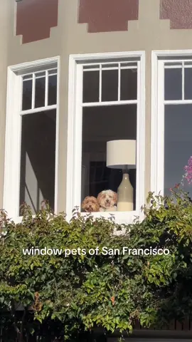are they judging us or just wondering why we’re on a walk without them #dogsoftiktok #catsoftiktok #sanfrancisco #secretlifeofpets 