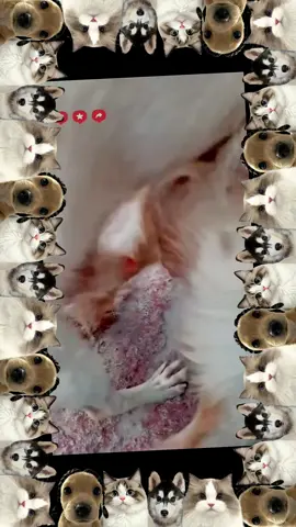 #foryou #dogmeetingpuppy #unfreezemyaccoun #growmyaccount #virltiktok #viralvideos #foryoupagee #satndwithkashmir #noteligible #unfreezaccount #animalmeetin