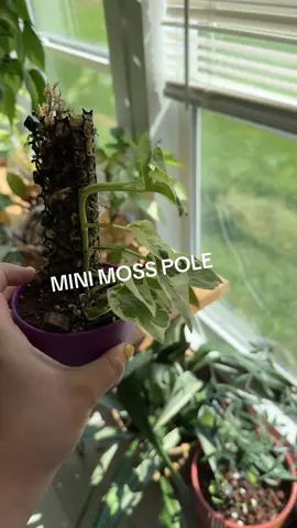 Anyone need a mini moss pole? #olebrandselect #palntsoftiktok #foryoupage #PlantTok #fyp #variegated #variegatedplants 