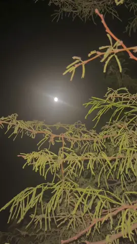 Rahy tho chand wangor jo🌛💗🤌 #fyppppppppppppppppppppppp #unfreezemyacount #dontunderreviewmyvideo #sindhi #song #viral 