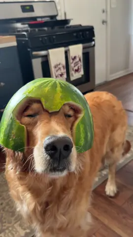 Watermalawn  #fyp #goldenretriever #golden #funny