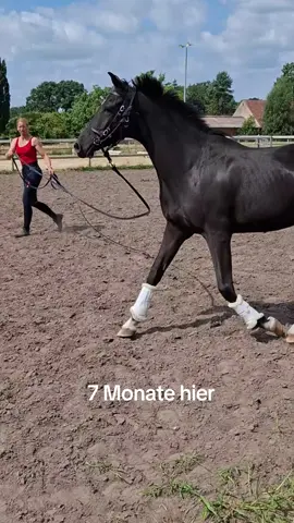 We will never give you up 🥰#progress#nevergiveup#pony#nando@NordSeeLenPferdeOstfriesland 