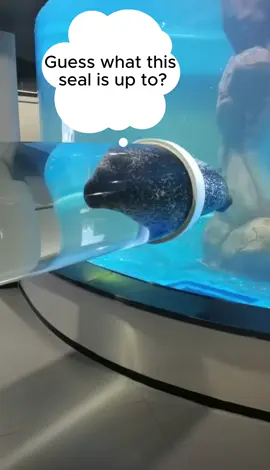 #foryou #fpy #foryoupage #seal #sea #zoo #cute 
