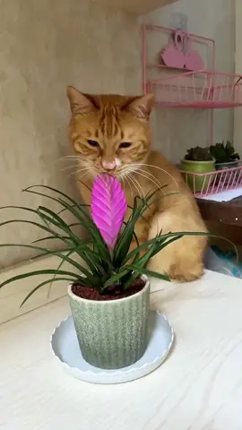 Smart Cats Avoiding Trouble in a Funny Way 😹 #funny cats #catsoftiktok #cutecats #smartcats #catreactions