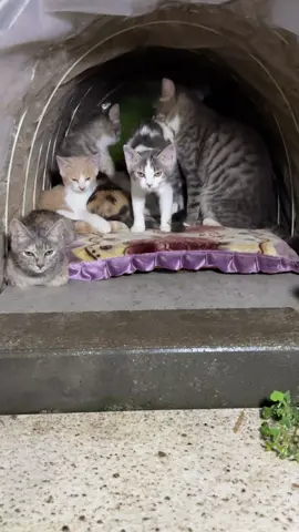 #cute #cat #funnyvideos #funny #catsoftiktok #fyp 