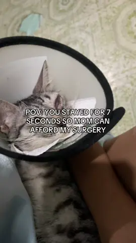 I hope this reaches the right people for her.  #cat #catsurgery #pets #catsoftiktok