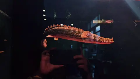 Cửu Sừng Lap #bichirfish #pollypterus #cuusung #cuusunghoangde #cuusungalbino #cuusungpoly #polifish #weeksii 