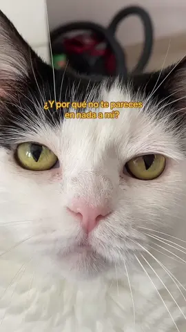 Si los gatos hablaran…                                 #humor #mascotas #gatos 