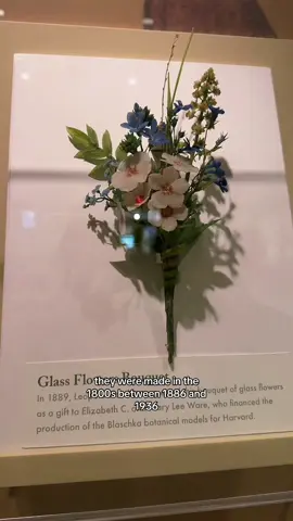 Blaschka Glass Flowers at Harvard Museum of Natural History #glass #flowers #harvard #trejayne #trejayne 