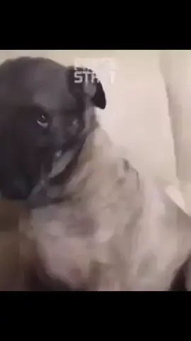 #gariban köpek keşfet