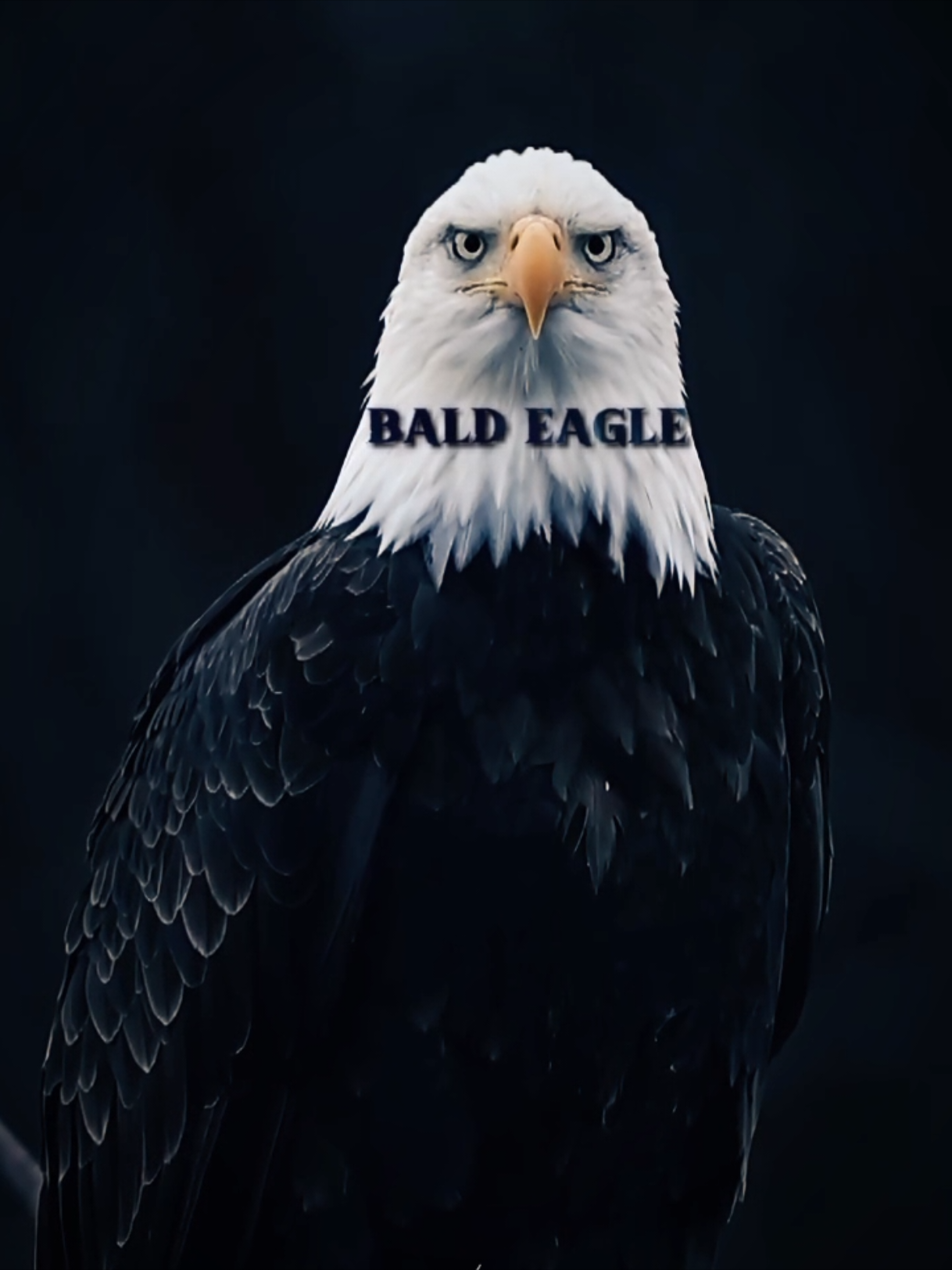 Bald Eagle 🦅🦅 #jungle #animals #fyp #eagles #baldeagle #CapCut 