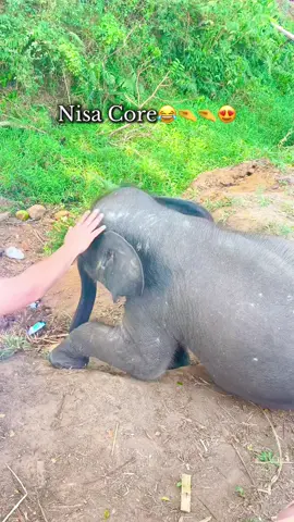 Ya dah suka” lu Nisaa😩😩 #gajah #gajahviral #waykambasnationalpark #fypシ゚ #lampung 