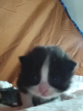 🥺#cat #meow #catbaby #catlover #cute 