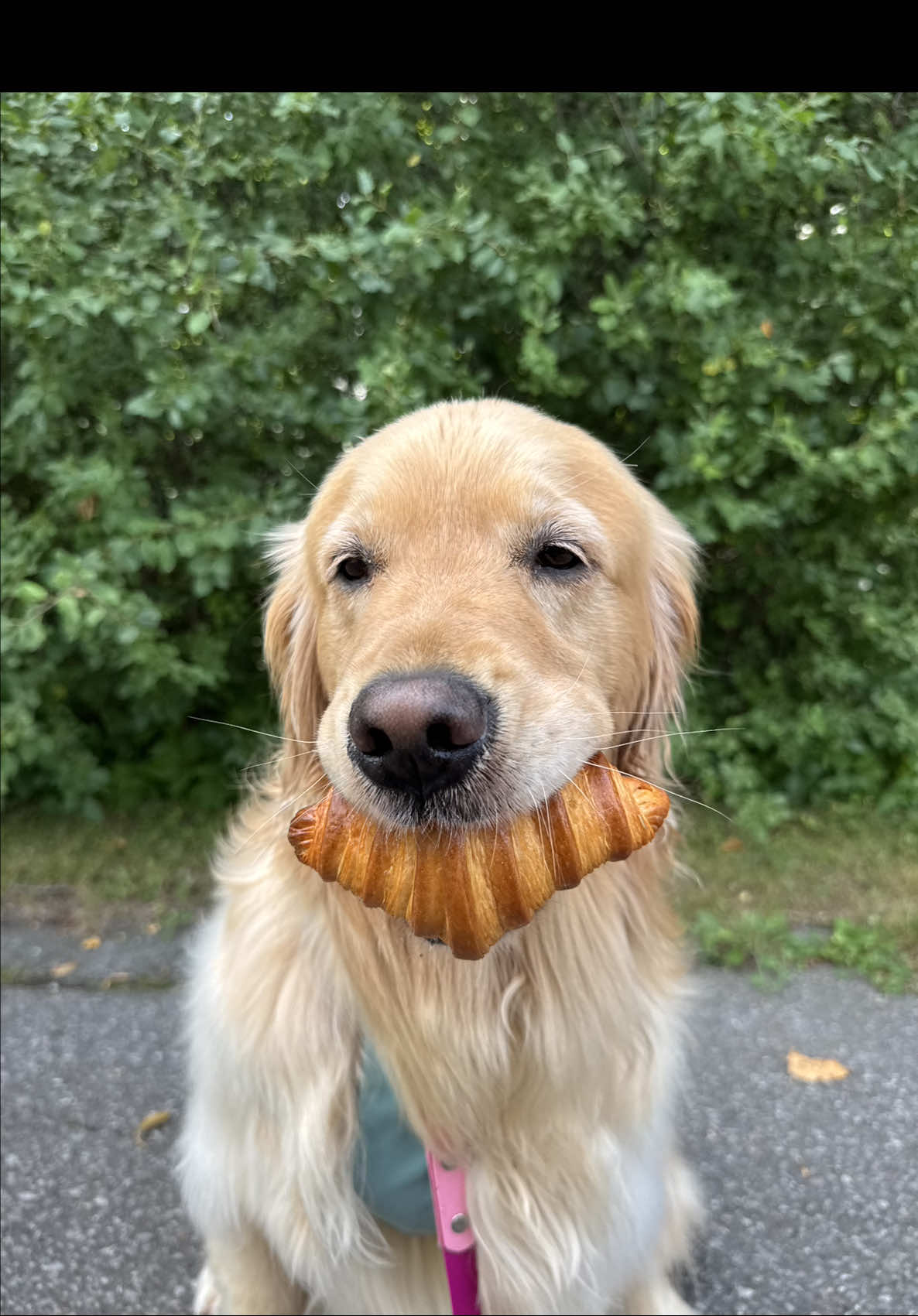 Replying to @Whiskey I planted the croissant right before our walk (luckily nobody else found it! 😂) 
