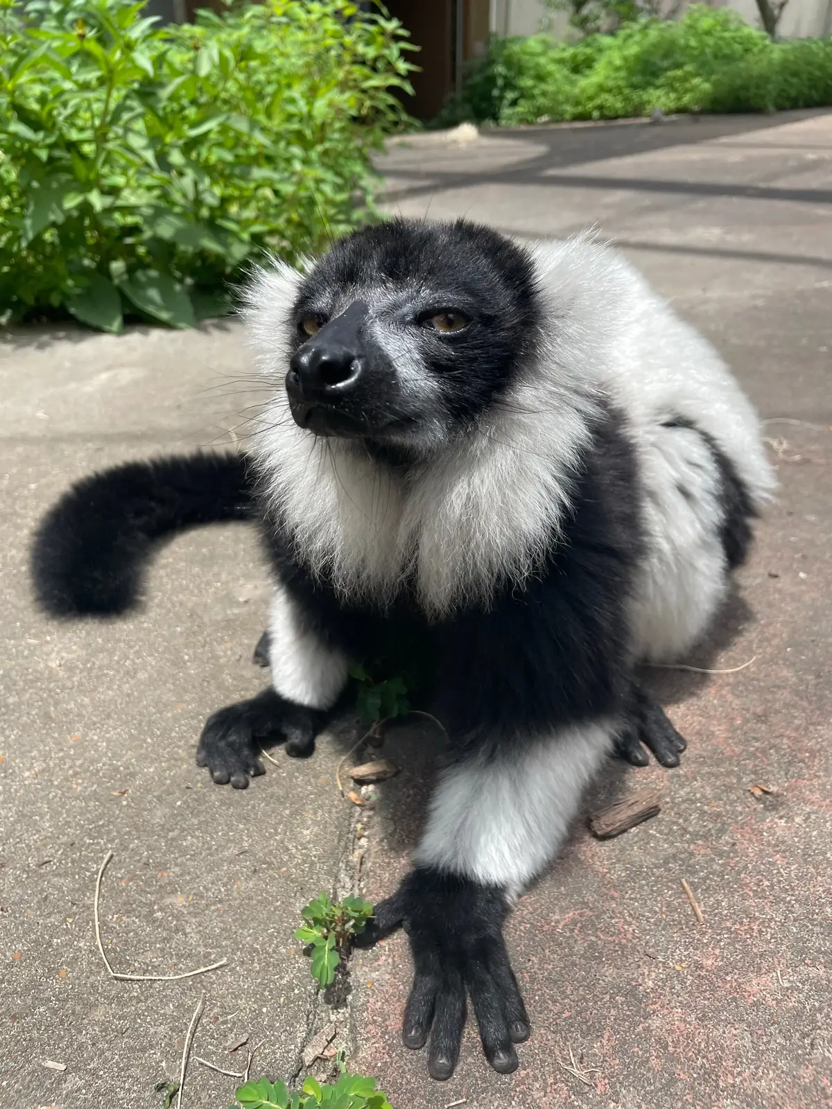wanted to let you know today is a great day to see our lemurs. and every day. 📸 Keeper Audrey