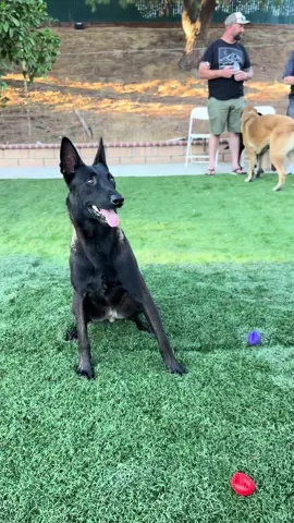 Thank you to everyone who came to our doggy fiesta splash arty yesterday 😍. It’s safe to say all the pups had the BEST TIME EVER 👏 #dogdaycare #dogparty #belgianmalinois #malinois #dogs #funnydog #whereslatrell #dogdancing #fyp #parati 