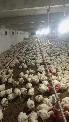 #foryou #fyp #trending #poultryfarmbusinessplan #poultryfarming #poultry #broiler #broilerfarm #foryoupage 