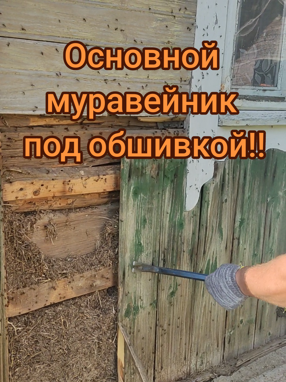 Очередной этап борьбы с муравьями, я вынужден разобрать дом, чтобы найти их основное логово!!