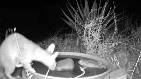The ringtail and Sonoran Desert Toad sharing the water. Look at the size of the toad 🐸 #ringtails #trailcam #desertlife #waterhole #deserttoad #sonorandesert 