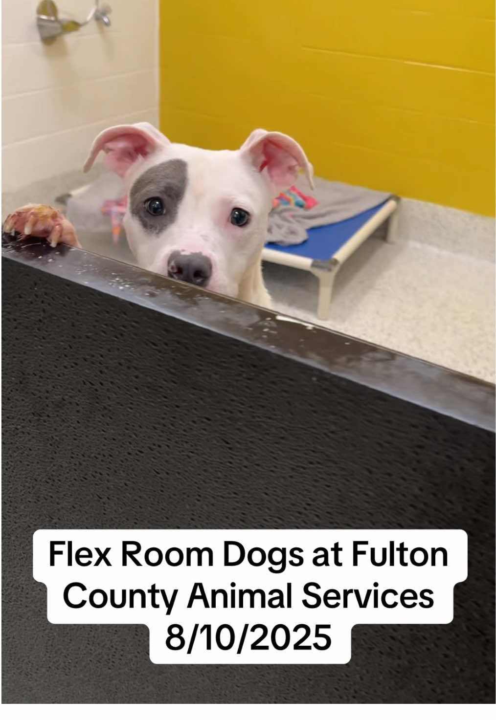 come meet these precious pups today!! #fultoncountyanimalservices #fultoncountyanimalshelter #shelterdogsofatlanta #spayandneuter #adoptdontshop 