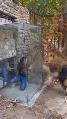 This is very scary…. .. .. #AI #animal #girl #viralvideo #followme #