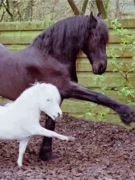 parent and child #horse #pony #growagarden #fyp #cute 