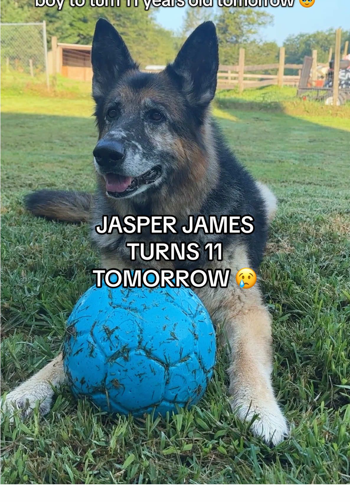 My sweet boy is turning 11 tomorrow and I’m not ready 🥺 He’s been my best friend through every high and low, and I can’t believe we’ve had over a decade of adventures together. Senior dogs are such a blessing and every birthday feels like the biggest gift… If you have a dog, give them an extra hug today ❤️ #seniordogs #dogbirthday #dogmom #germanshepherdsoftiktok #germanshepherd 