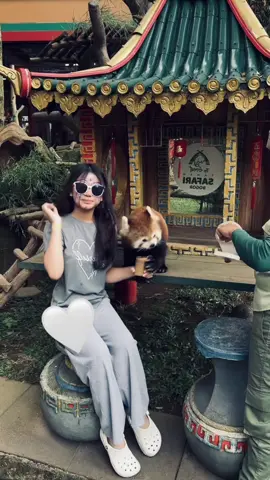 gemes bgt redpanda 😮 #fyp #4upage #fypage #foryoupage #tamansafaribogor #redpanda 