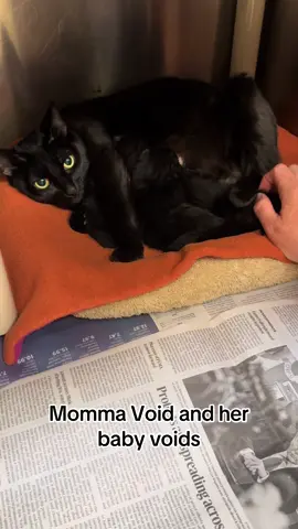 Yep there are kittens there! #kittenseason #kittensoftiktok #catsoftiktok #animalrescue 