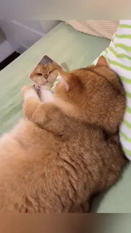 Cats meeting their reflection for the first time 😂🐱🪞 #FunnyCats #CatVsMirror #CuteCats #PetComedy 