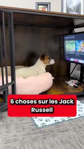 Découvrez 6 choses que les propriétaires de Jack Russell comprendront ! 🤯 #france #apprendresurtiktok #animauxdecompagnie #chien #chiot #jackrussell 
