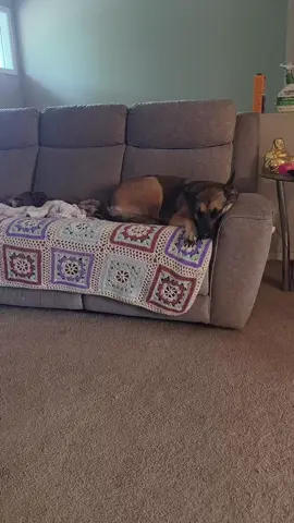 chilling this morning #keeva #sabine #germanshepherd #gsd #maligator #malinois #belgianmalinois #olebrandselect 