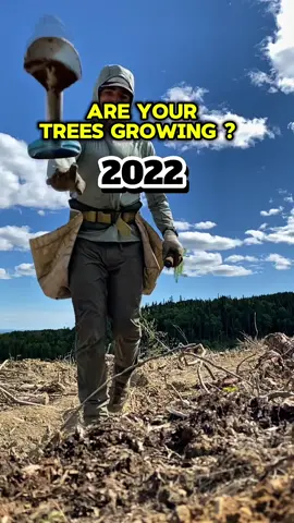 Incredible growth in Only 3 years!!  This is a privately owned property where I planted around 10,000 trees in 2022 and the trees are thriving!! I visited the land last week and it was amazing to see! Some of them and 3 feet tall already!  #treeplanting #trees #growth